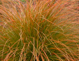 Grasses: Carex testacea