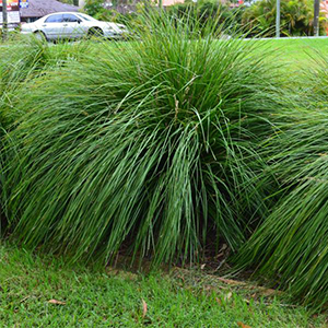 Grasses: Lomandra Tanika