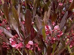 Native: Dodonaea viscosa Purpurea