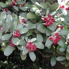 Native: Pittosporum crassifolium