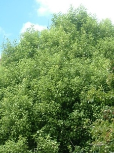 Native: Pittosporum tenuifolium