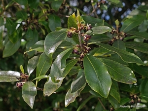 Native: Pittosporum tenuifolium ssp Colensoi