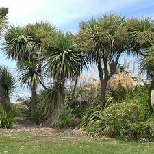 Native: Cordyline australis