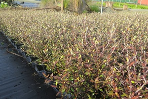 Corokia Bronze King