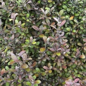 Native: Corokia Frosted Chocolate