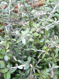 Native: Corokia Geentys Ghost