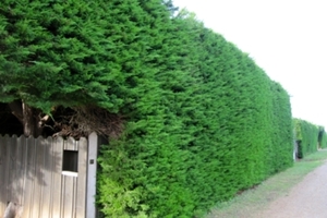 Firewood: Cupressus macrocarpa