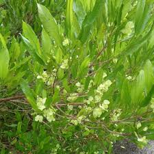 Native: Dodonaea viscosa