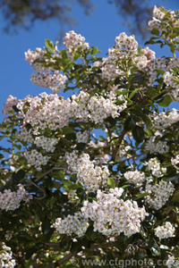 Ornamental: Escallonia exoniensis