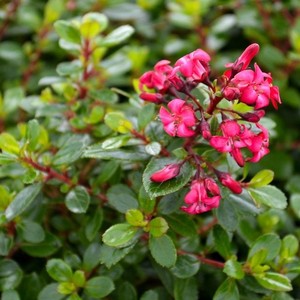 Ornamental: Escallonia Red Dream