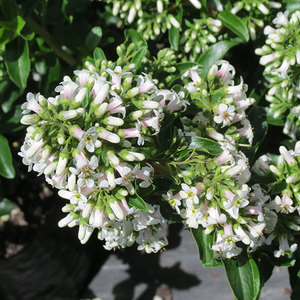 Ornamental: Escallonia Snowbud