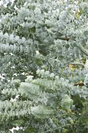 Ornamental: Eucalyptus cinerea