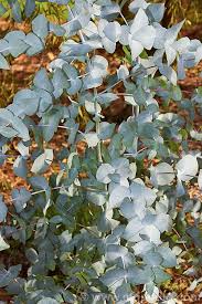 Firewood: Eucalyptus cordata