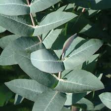 Firewood: Eucalyptus nitens