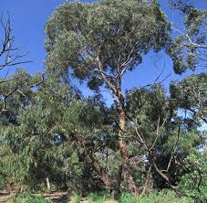 Firewood: Eucalyptus ovata