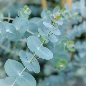 Firewood: Eucalyptus pulverulenta Baby Blue