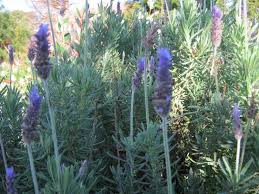 Ornamental: Lavandula dentata My Choice
