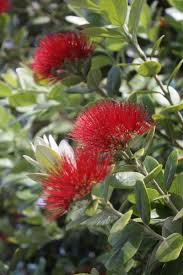 Native: Metrosideros excelsa