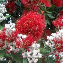Native: Metrosideros excelsa Vibrance