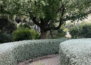 Ornamental: Teucrium fruticans