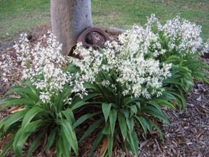 Products: Arthropodium Matapouri Bay