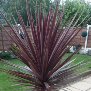 Cordyline Red Star
