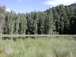 Dacrycarpus dacrydioides