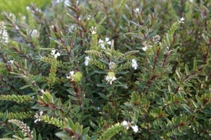 Hebes: Hebe diosmifolia