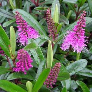 Hebes: Hebe Flame