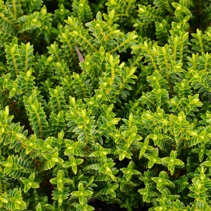 Hebes: Hebe Odora