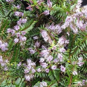 Hebes: Hebe Ohakea