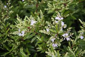 Hebes: Hebe Otari Delight