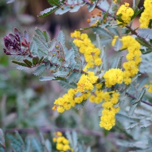 Firewood: Acacia baileyana Purpurea