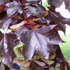 Deciduous Trees: Acer platanoides Nigrum