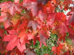 Deciduous Trees: Acer rubrum