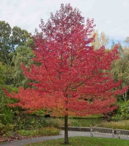 Deciduous Trees: Liquidambar Worplesdon