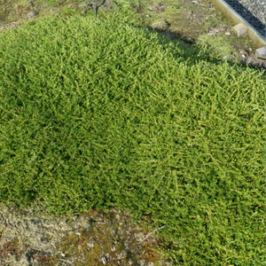 Ground Cover: Coprosma Hawera