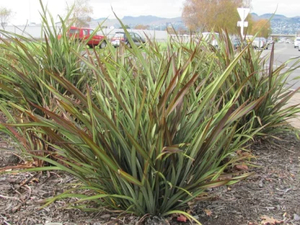 Flax: Phormium Surfer Green