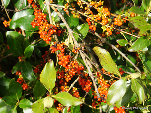 Coprosma robusta