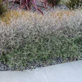Native: Corokia Silver Prince