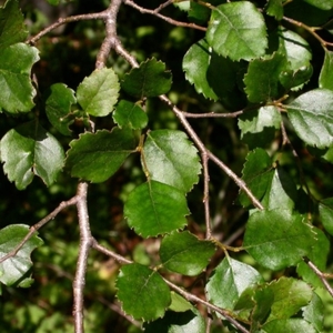 Products: Fuscospora fusca (Syn. Nothofagus fusca)