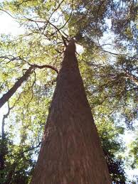 Firewood: Eucalyptus fastigata