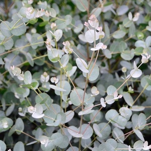 Firewood: Eucalyptus gunnii