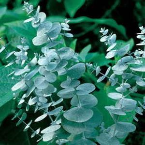 Firewood: Eucalyptus gunnii ‘Blue Ice’