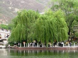 Deciduous Trees: Salix matsudana Pendula