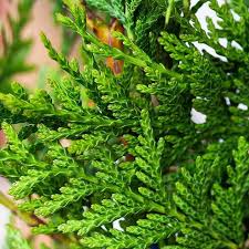 Products: Thuja plicata