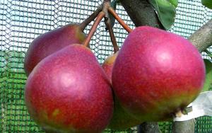 Fruit and Citrus Trees: Pear Seckle Dwarf