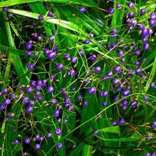 Products: Dianella nigra