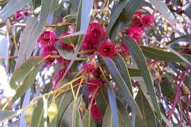 Firewood: Eucalyptus leucoxylon Rosea