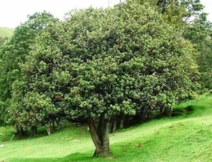 Products: Hedycarya arborea